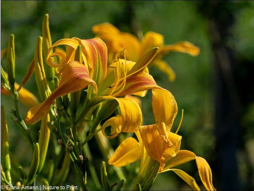Spider-Taglilie 'Dances with Giraffes' wird beeindruckende 170 cm hoch Spider-Taglilie 'Dances with Giraffes' wird beeindruckende 170 cm hoch