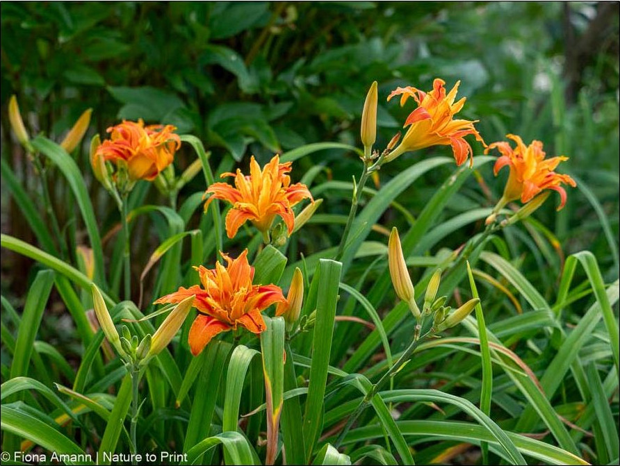 Mein Blumenjahr im Juli: Hemerocallis Fulva Kwannso, wilde Taglilie im feurigen Orange