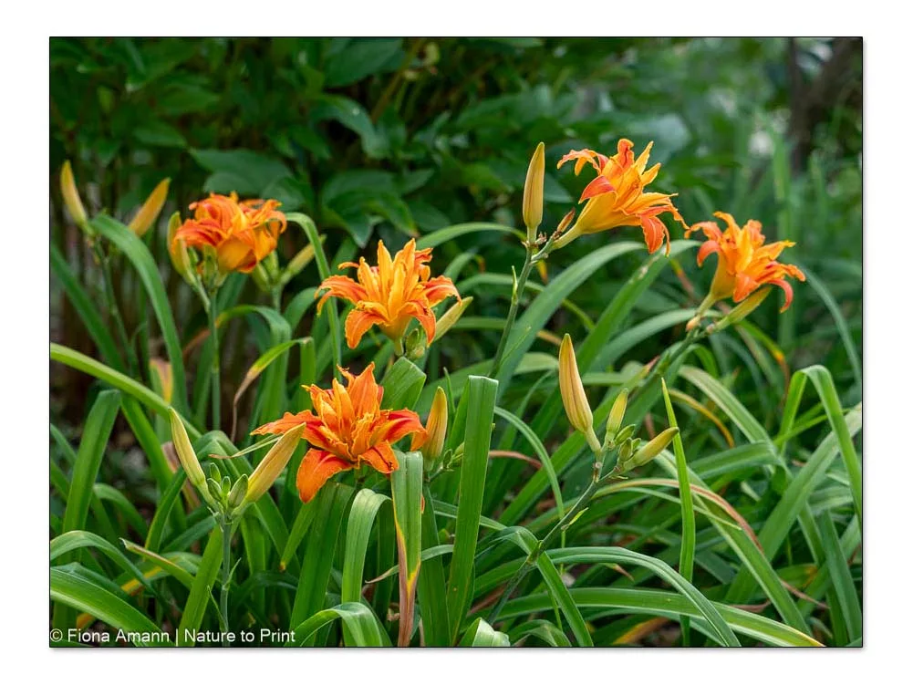 Mein Blumenjahr im Juli: Hemerocallis Fulva Kwannso, wilde Taglilie im feurigen Orange