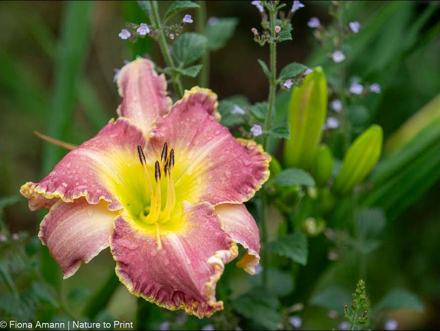 Rosa Blüte der Hemerocallis French Lingerie mit gelb gewelltem Rand.