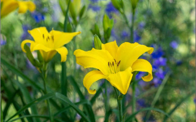 Vielseitige Taglilien, pflegeleichte Stauden mit Erfolgsgarantie.