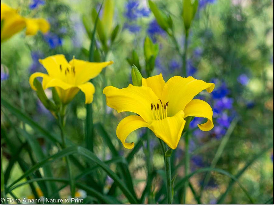 Die ersten Taglilien blühen schon ab Mai
