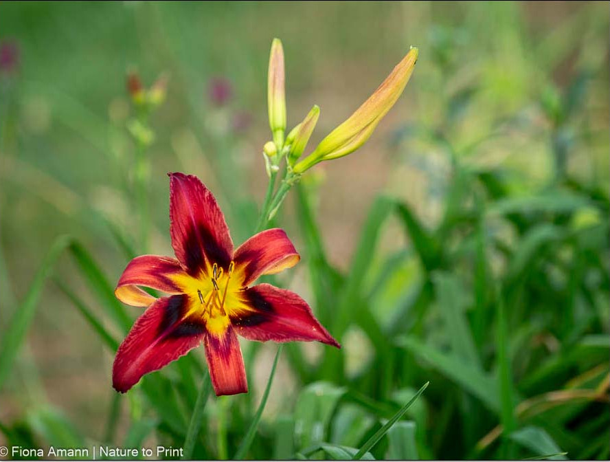 Zweifarbige Hemerocallis mit gelben Schlund