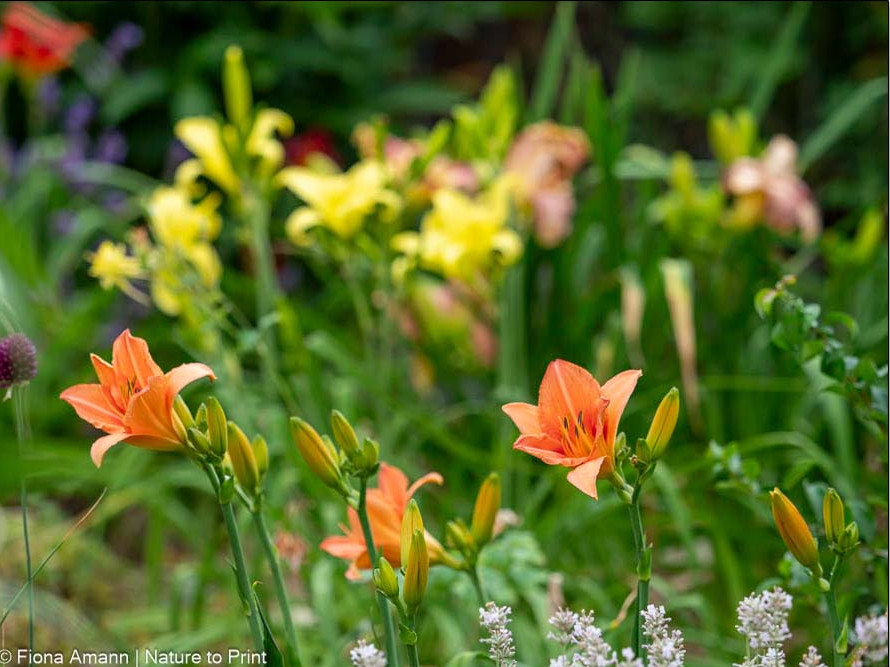 Bunt bepflanztes Taglilien-Beet im Juli