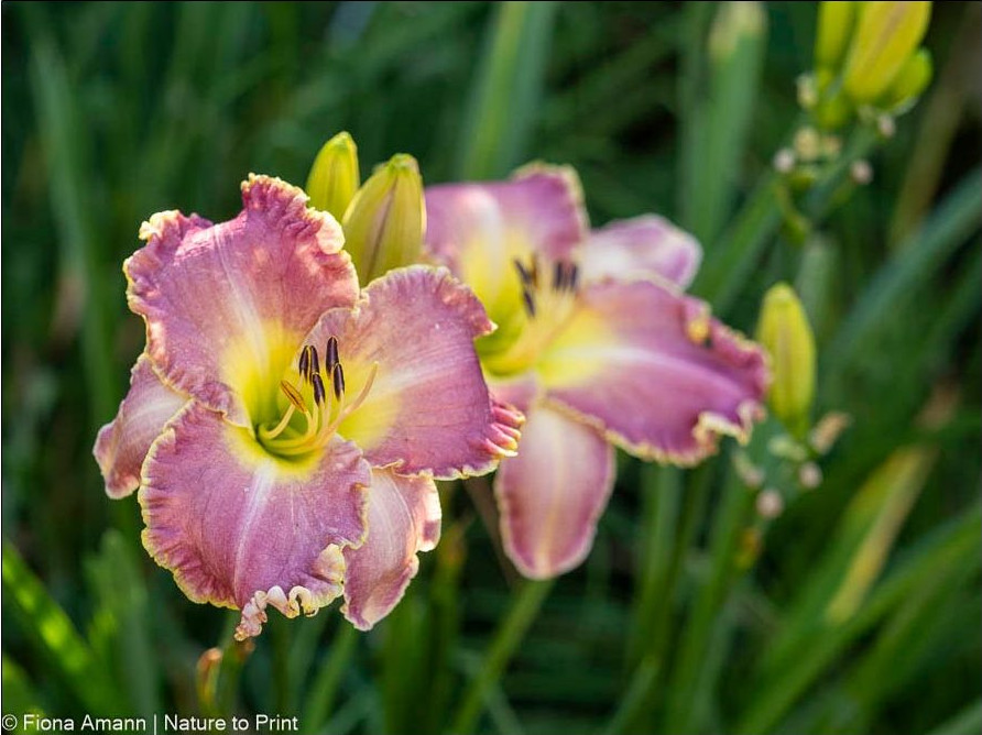 Rosa Taglilie mit gewelltem Blattrand begleiten Lilium Candidum im romantischen Garten