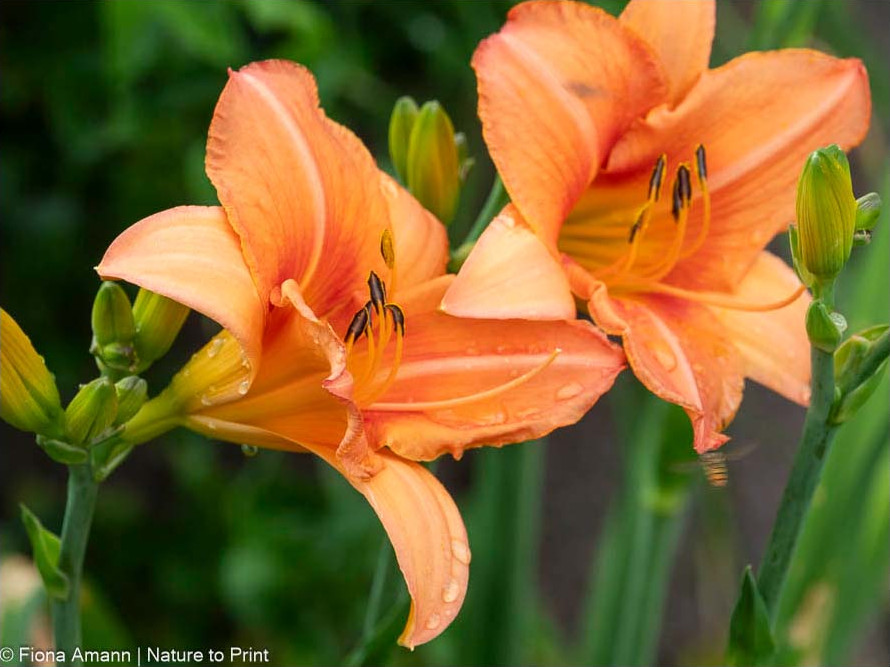 Taglilien, Hemerocallis, sind pflegeleichte und zugleich bildschöne Stauden. Sie werden direkt nach ihrer Blüte geteilt und gepflanzt. Taglilien, Hemerocallis, sind pflegeleichte und zugleich bildschöne Stauden. Sie werden direkt nach ihrer Blüte geteilt und gepflanzt.