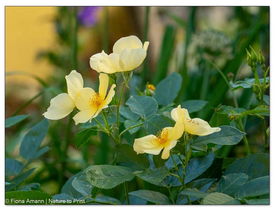 Bienenfreundliche Strauchrose Tottering by Gently von David Austin Bienenfreundliche Strauchrose Tottering by Gently von David Austin