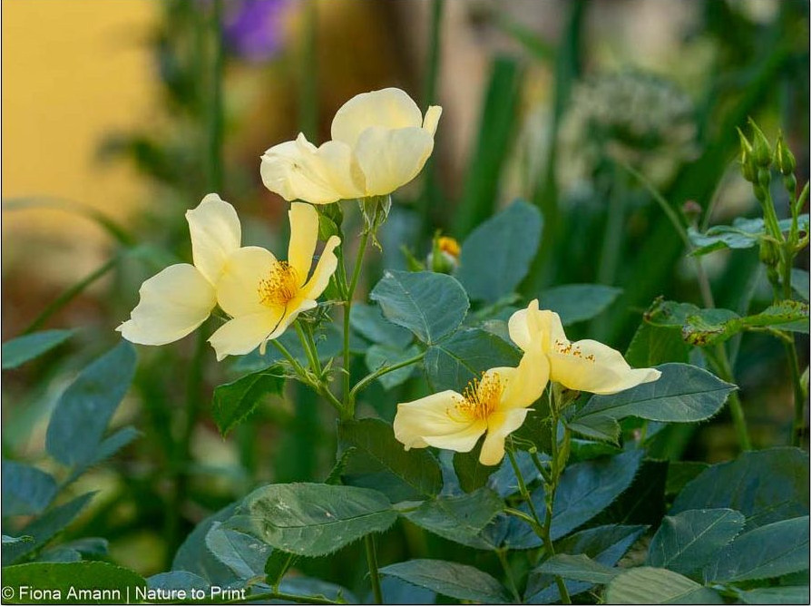 Bienenfreundliche Strauchrose Tottering by Gently von David Austin Bienenfreundliche Strauchrose Tottering by Gently von David Austin