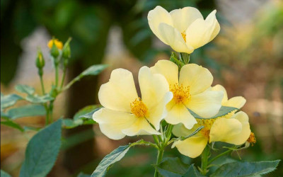 Über das Versagen mancher Rosenhändler bei Containerrosen.