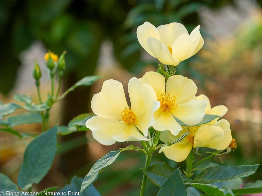 Tottering by Gently, Strauchrose von David Austin. Containerrose.