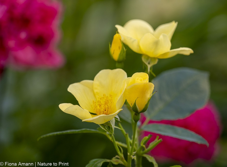 Die gelben, offenen Schalenblüten passen gut zu Rot & Violett, hier Pfingstrosenmohn Die gelben, offenen Schalenblüten passen gut zu Rot & Violett, hier Pfingstrosenmohn