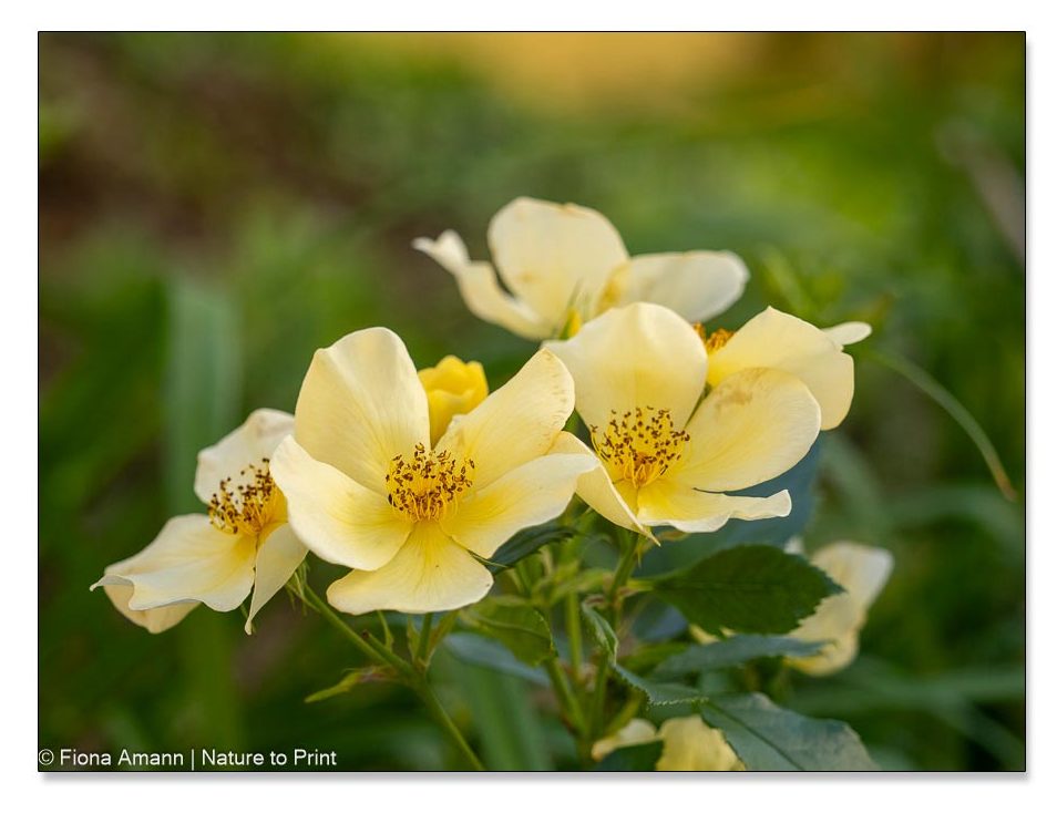 Tottering-by-Gently, gesunde, insektenfreundliche Englische Strauchrose