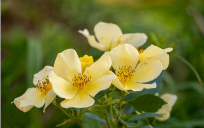 Tottering-by-Gently, insektenfreundliche, gesunde Englische Strauchrose
