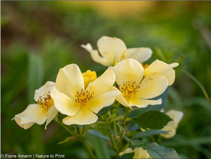 Tottering-by-Gently, insektenfreundliche, gesunde Englische Strauchrose