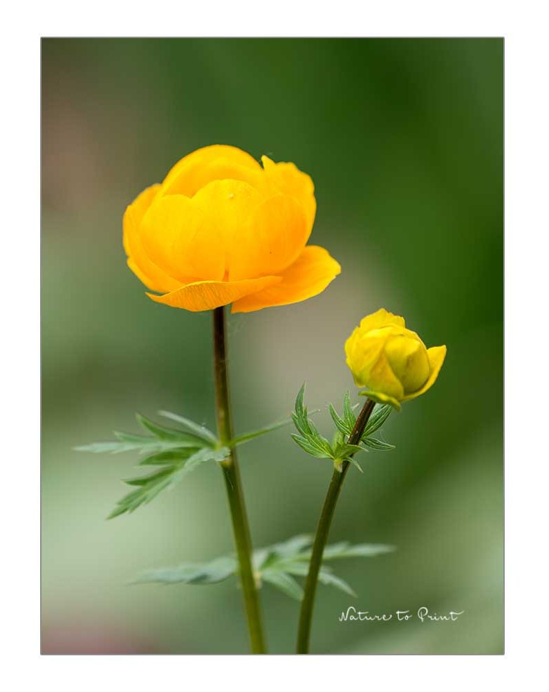 Trollblume, gelbe kugelrunde Blüten, hübsche Wildstaude fürs Sumpfbeet und feuchte Beete