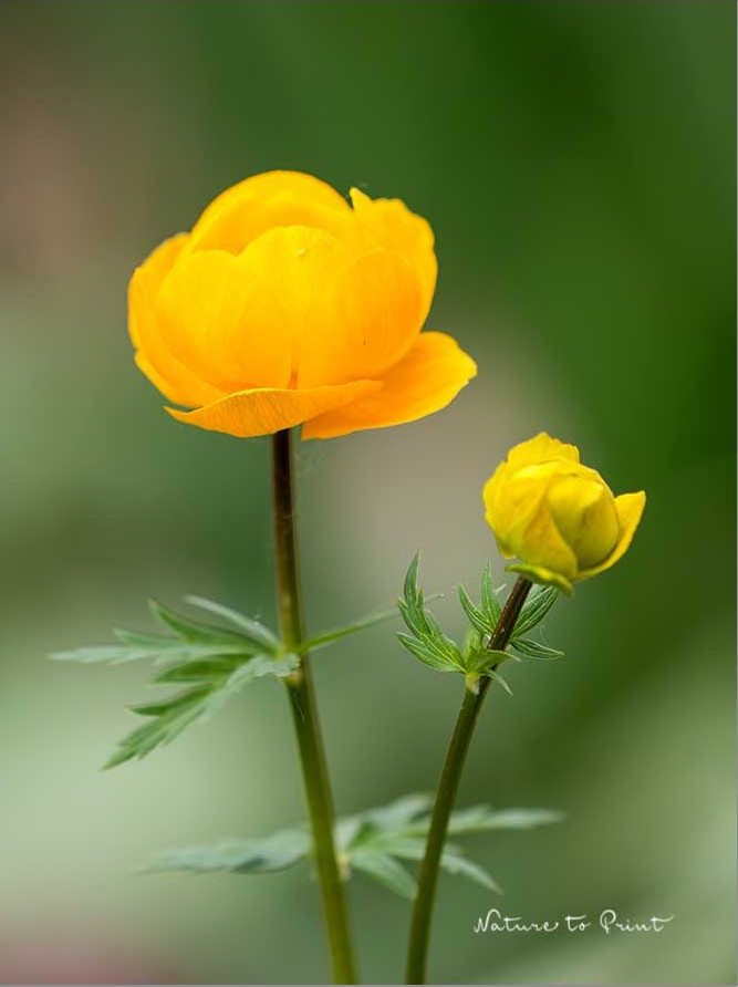 Trollblume, gelbe kugelrunde Blüten, hübsche Wildstaude fürs Sumpfbeet und feuchte Beete