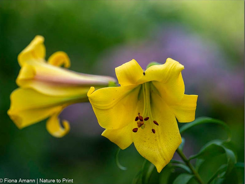 Gelbe Trompeten-Lilie 'Golden Splendour' trägt jedes Jahr mehr Blüten