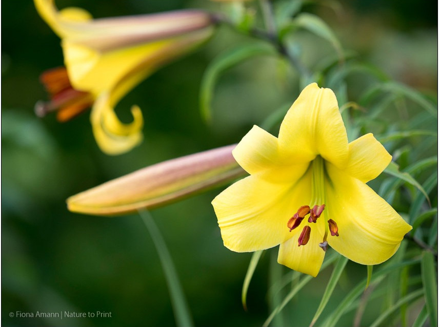 Gelbe Trompeten-Lilie Golden Splendour
