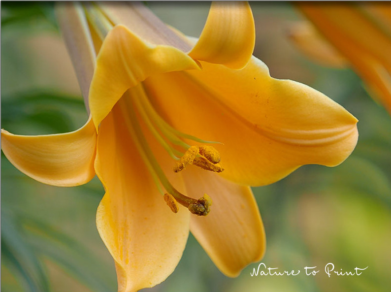 Orange Trompeten-Lilie mit gigantischer Blüte