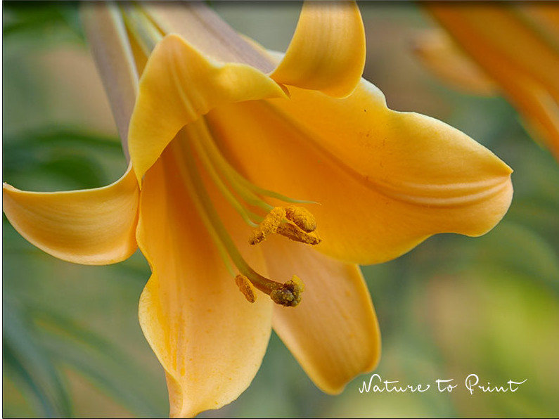 Lilien lieben ohne Liebesleid: Trompetenlilie African Queen