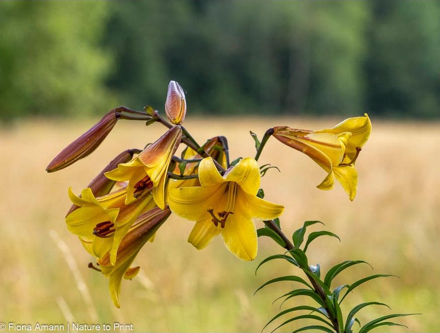 Trompeten-Lilie mit vielen Blüten