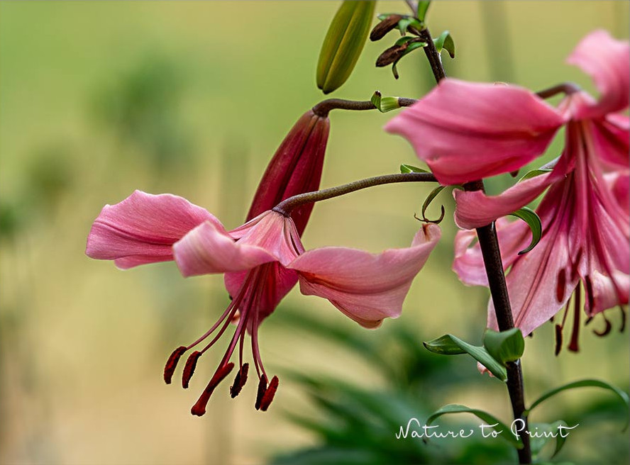 Türkenbund, eine Lilie für den naturnahen Garten