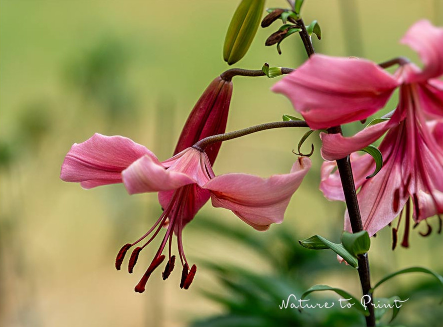 Türkenbund, Türkenbundlilie, bot. Lilium martagon