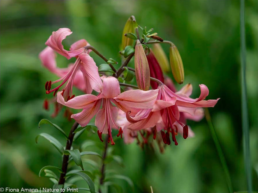 Türkenbund, Türkenbundlilie, bot. Lilium martagon