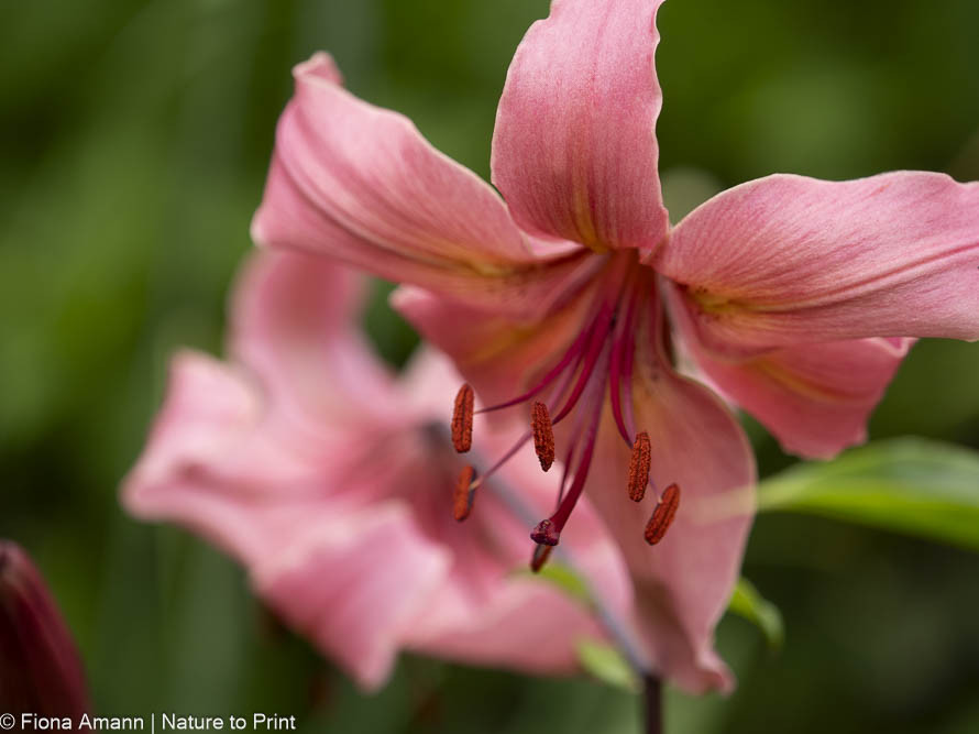 Türkenbund hat auffallend große Staubgefäße, wie alle Lilien Türkenbund hat auffallend große Staubgefäße, wie alle Lilien