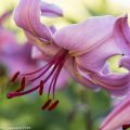 Türkenbund, Lilium martagon, heimische Schönheit im Naturgarten