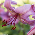 Türkenbund, Lilium martagon, heimische Schönheit im Naturgarten