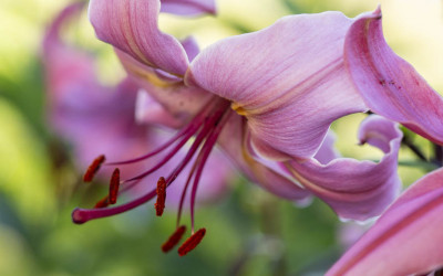 Türkenbund, heimische Lilie, wilde Schönheit