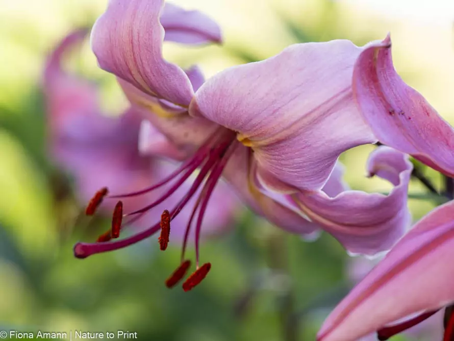 Türkenbund, Lilium martagon, heimische Schönheit im Naturgarten