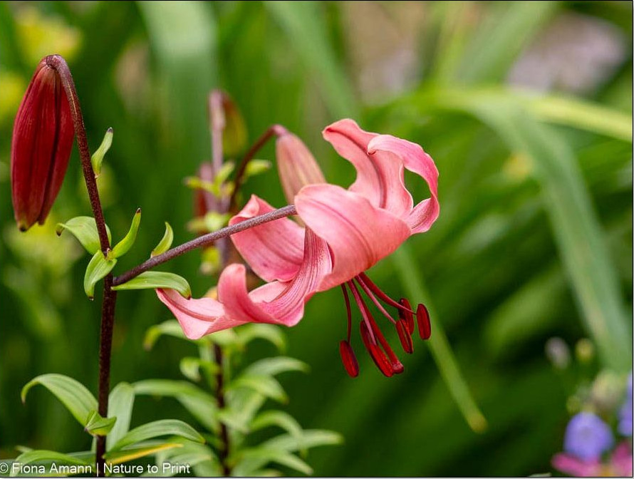 Roter Türkenbund, L. martagon mit roten Turbanblüten