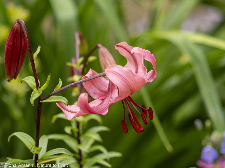 Die Blüte mit den weit nach hinten gezogenen Blütenblättern erinnert an einen Turban, daher der Name Türkenbund Die Blüte mit den weit nach hinten gezogenen Blütenblättern erinnert an einen Turban, daher der Name Türkenbund