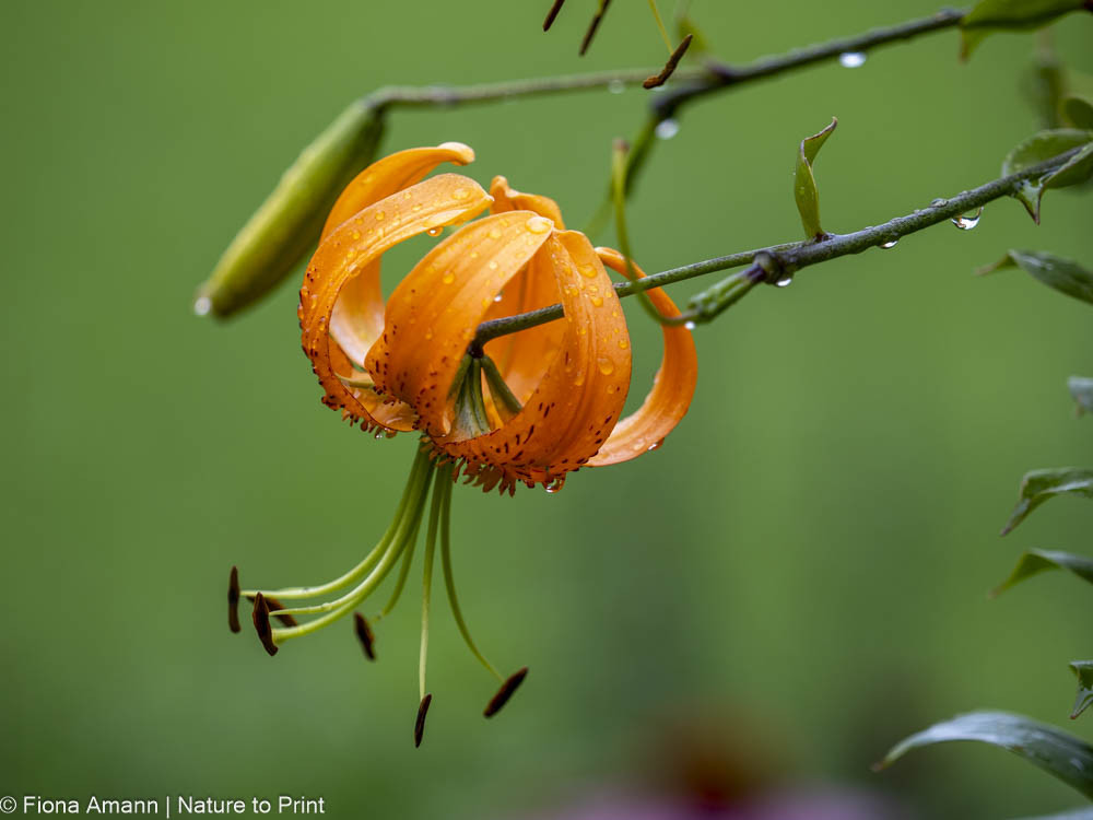 Lilium henryii, Riesentürkenbund, Mandarin-Lilie Lilium henryii, Riesentürkenbund, Mandarin-Lilie