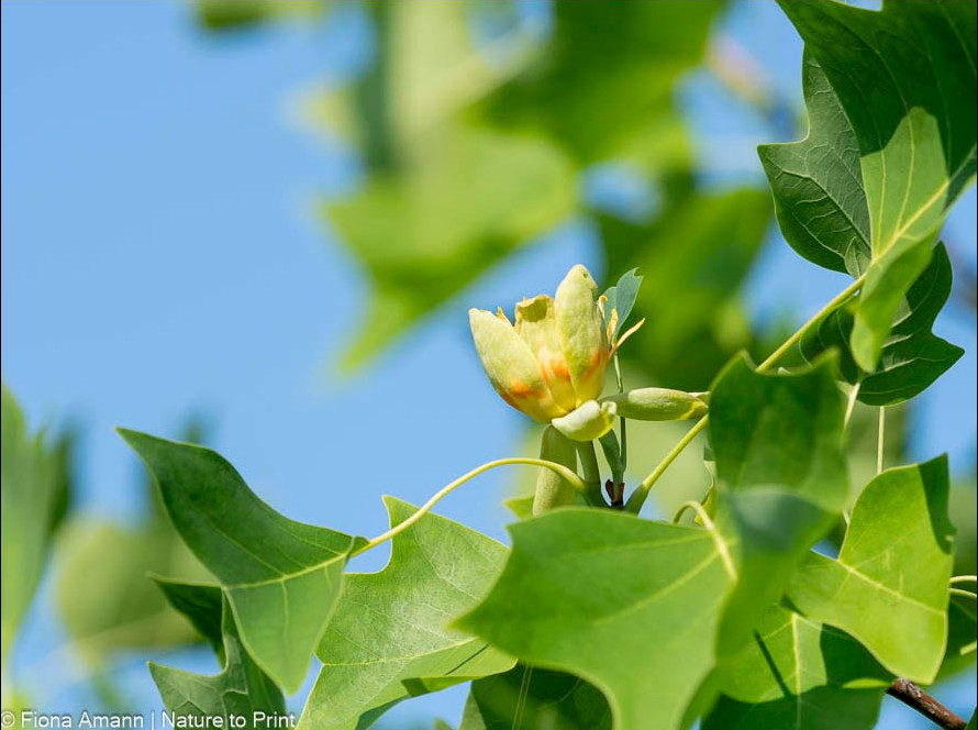 Tulpenbaum blüht. Exotische, große Blüte erscheint im Juni