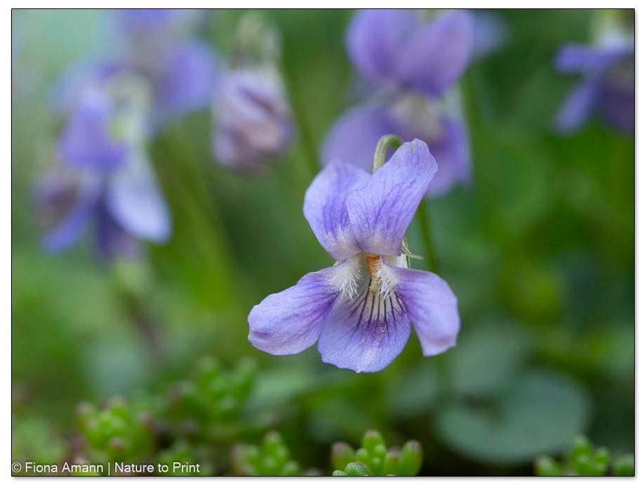 Veilchen sind Kaltkeimer und sehr vermehrungsfreudig