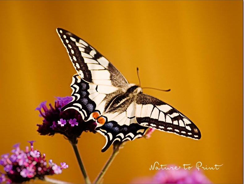 Patagonisches Eisenkraut mit Schwalbenschwanz Patagonisches Eisenkraut mit Schwalbenschwanz