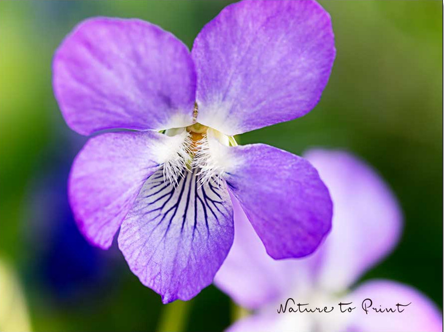 Hain-Veilchen, Viola rivinia