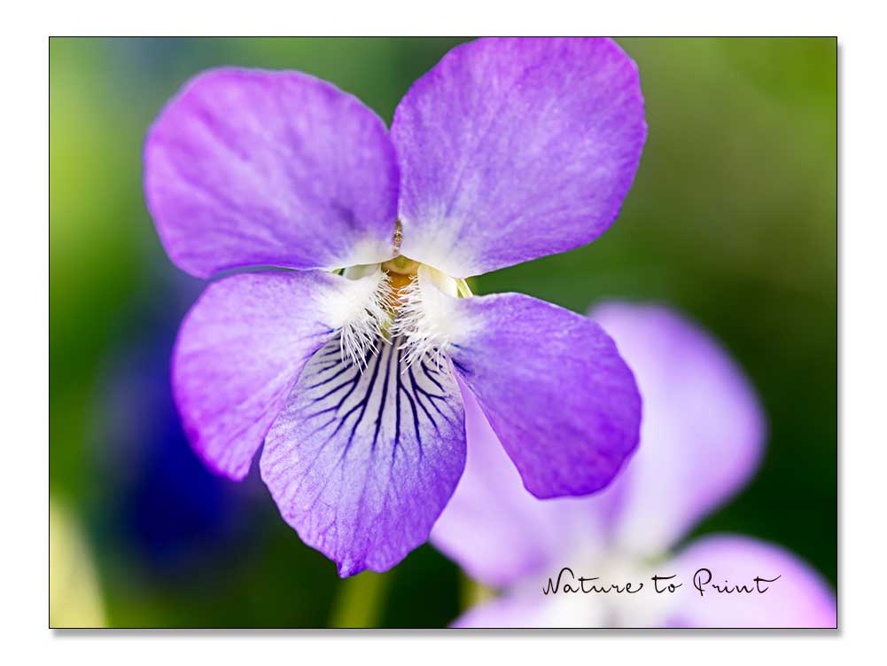 Hain-Veilchen, Viola rivinia