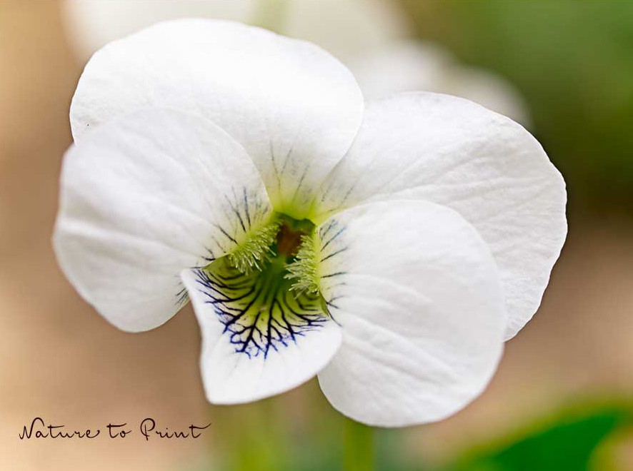 Leichter unkrautfrei mit Veilchen | Weißes Pfingstveilchen, Viola sororia 