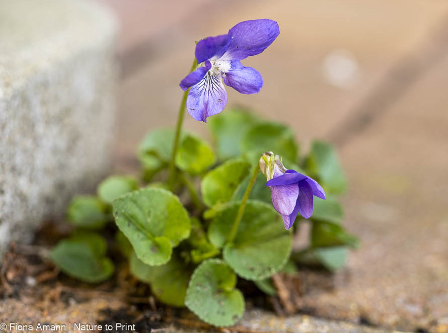 Veilchen keimen auch in Pflasterfugen 