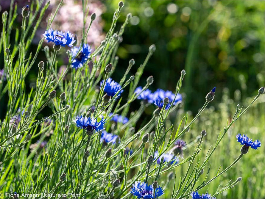 Kornblumen im Vorgarten am Sonnenhang Kornblumen im Vorgarten