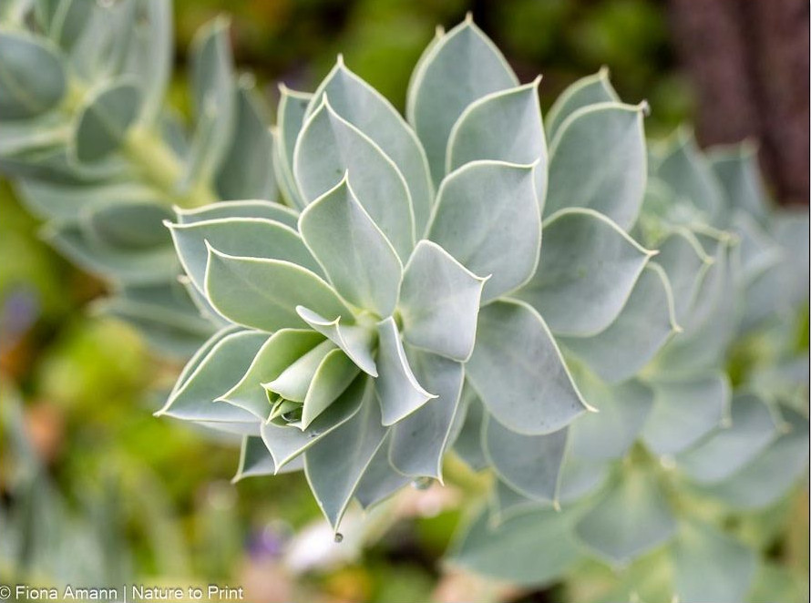Walzenwolfsmilch mit graugrünen dickfleischigen Blättern an langen dicken Trieben
