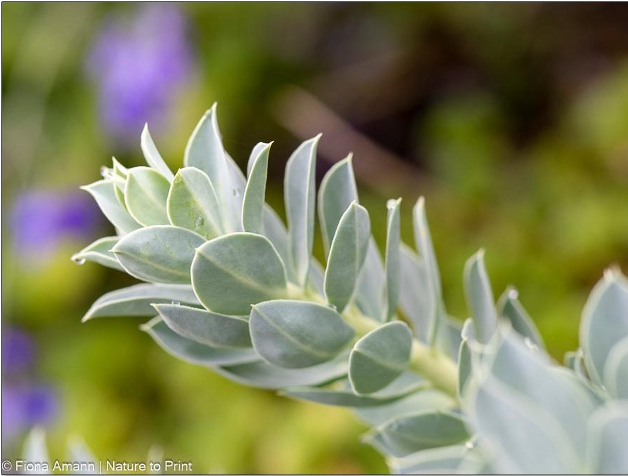 Die Blätter sind durch eine Wachsschicht perfekt vor Verdunstung und Hitze geschützt.
