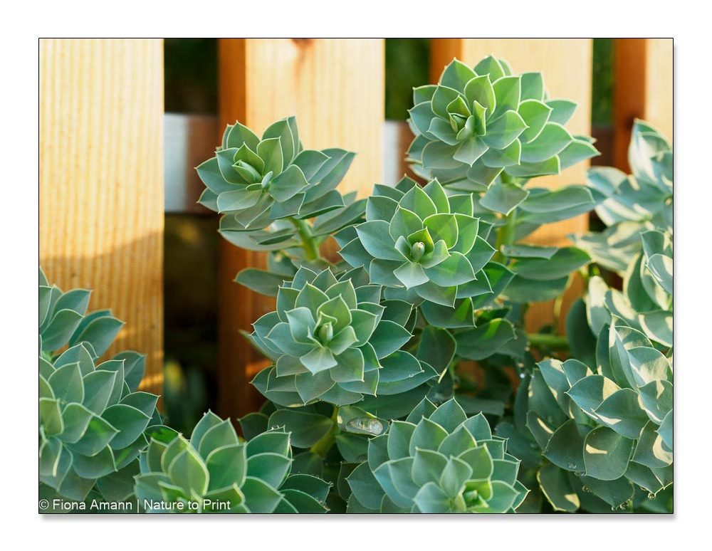 Walzen-Wolfsmilch, Euphorbia myrsinites
