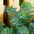 Walzen-Wolfsmilch, Euphorbia myrsinites