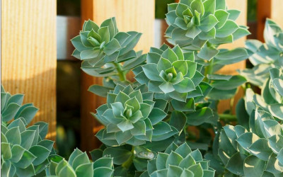 Walzen-Wolfsmilch, urwüchsig, wild & wunderbar