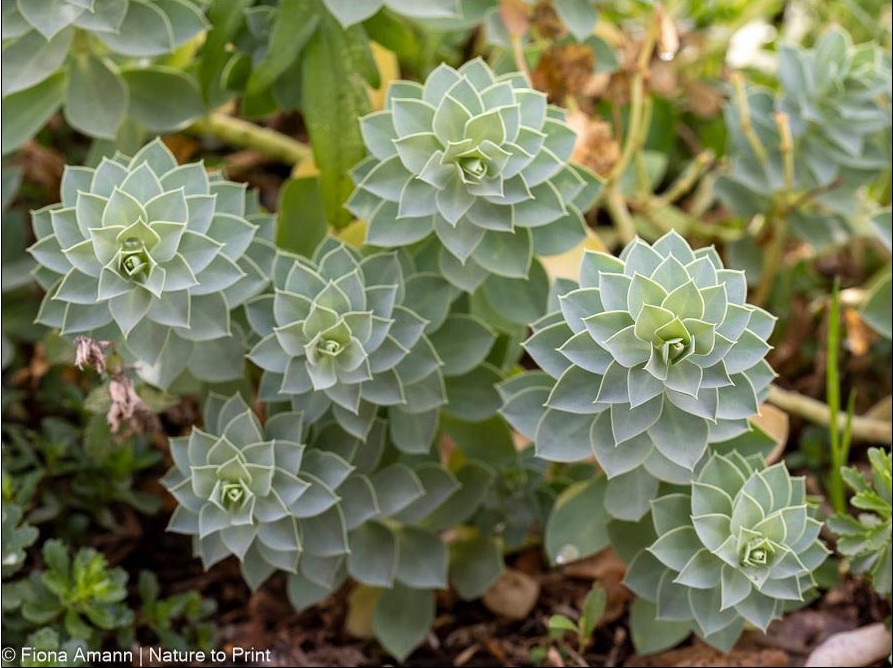 Nach der Rückschnitt treibt die Walzen-Euphorbia rasch wieder aus